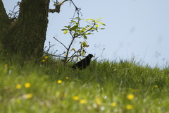 Turdus merula