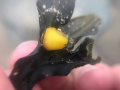 Littorina obtusata