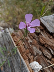 Clarkia bottae