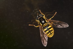 Chrysotoxum cautum
