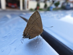 Rapala manea chozeba