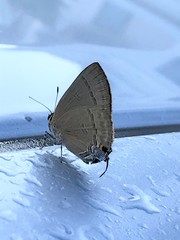 Rapala manea chozeba