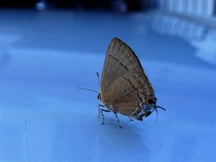 Rapala manea chozeba