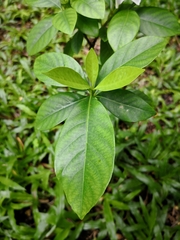 Gardenia jasminoides