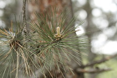Pinus nigra