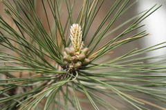 Pinus nigra