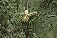 Pinus nigra