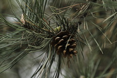 Pinus nigra