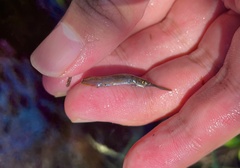 Dermogenys collettei