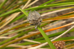 Maoricicada mangu multicostata