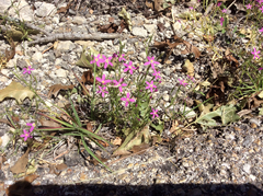 Zeltnera beyrichii