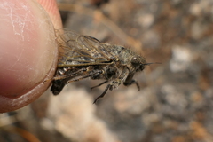 Maoricicada mangu multicostata