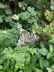 Idea leuconoe riukiuensis