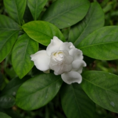 Gardenia jasminoides
