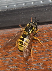 Chrysotoxum cautum