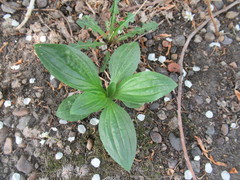 Plantago depressa