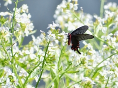 Byasa