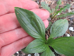 Plantago depressa