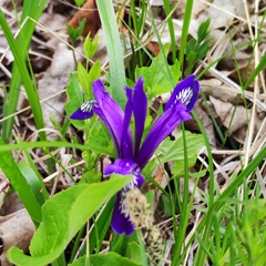 Iris uniflora