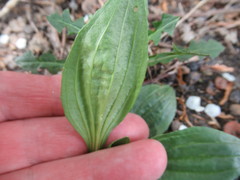 Plantago depressa