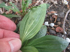 Plantago depressa