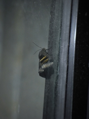 Grammodes geometrica