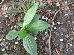 Plantago depressa