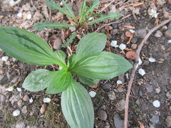 Plantago depressa