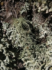 Usnea cornuta