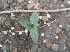Plantago depressa