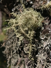 Usnea esperantiana