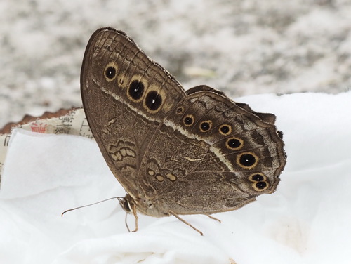 Black-spotted Labyrinth