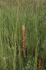 Orobanche amethystea amethystea