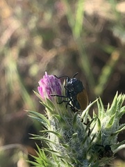 Labidostomis taxicornis