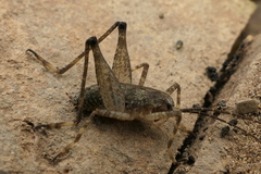 Petrotettix nigripes