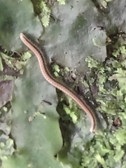 Spirobolellus immigrans