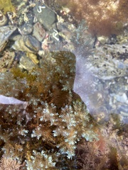 Ericaria selaginoides
