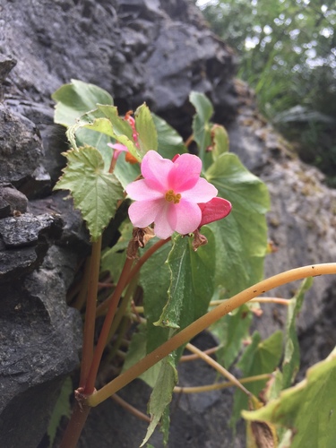 Begonia formosana iNat (2)