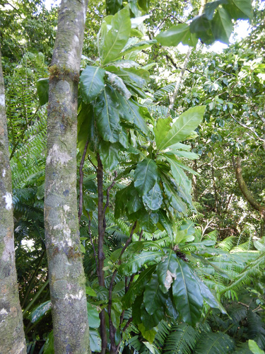 Meryta pauciflora observed 2022-04-20