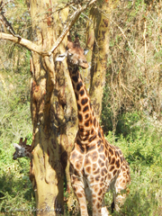 Giraffa camelopardalis rothschildi