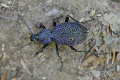 Carabus scabrosus tauricus