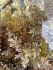 Ericaria selaginoides