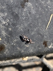 Poecilochroa
