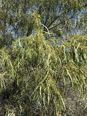 Acacia saligna
