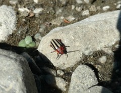 Disonycha latiovittata