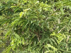 Tamarindus indica image