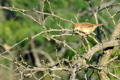 Cisticola chiniana
