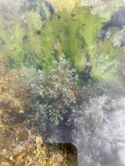 Ericaria selaginoides