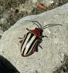 Disonycha latiovittata