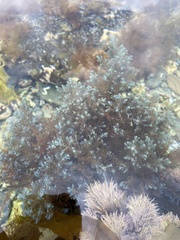 Ericaria selaginoides